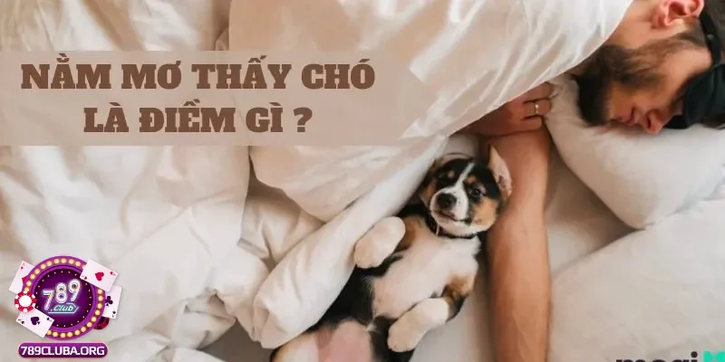 Nằm mơ thấy chó mang ý nghĩa xấu hay tốt