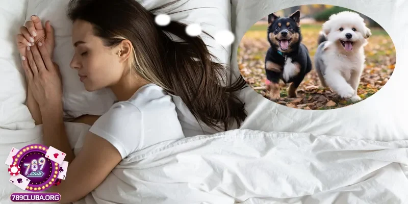 Các trường hợp mơ thấy chó phổ biến hiện nay
