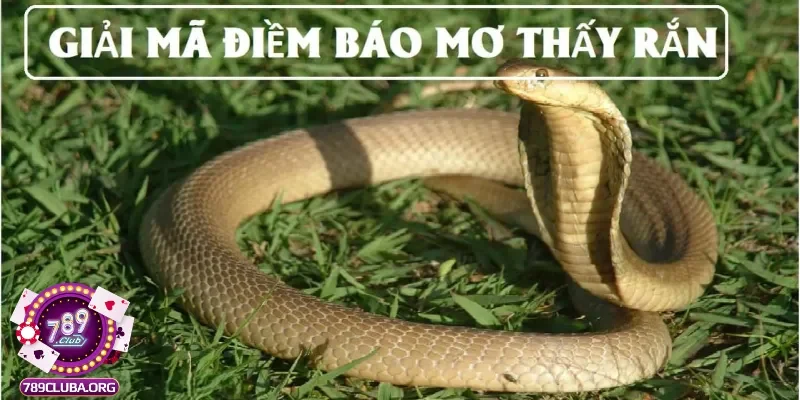 Chiêm bao mơ thấy rắn hổ mang là điềm gì?