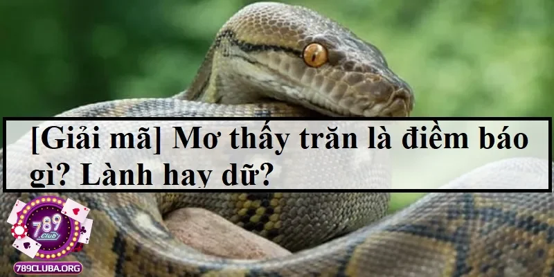 Giải mã giấc mơ thấy trăn mang đến điềm báo gì?