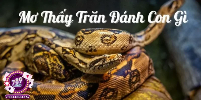 Đánh con gì thật may mắn khi mơ thấy trăn?